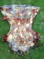 Contact dyeing, eco print, contact printing, natural dyes